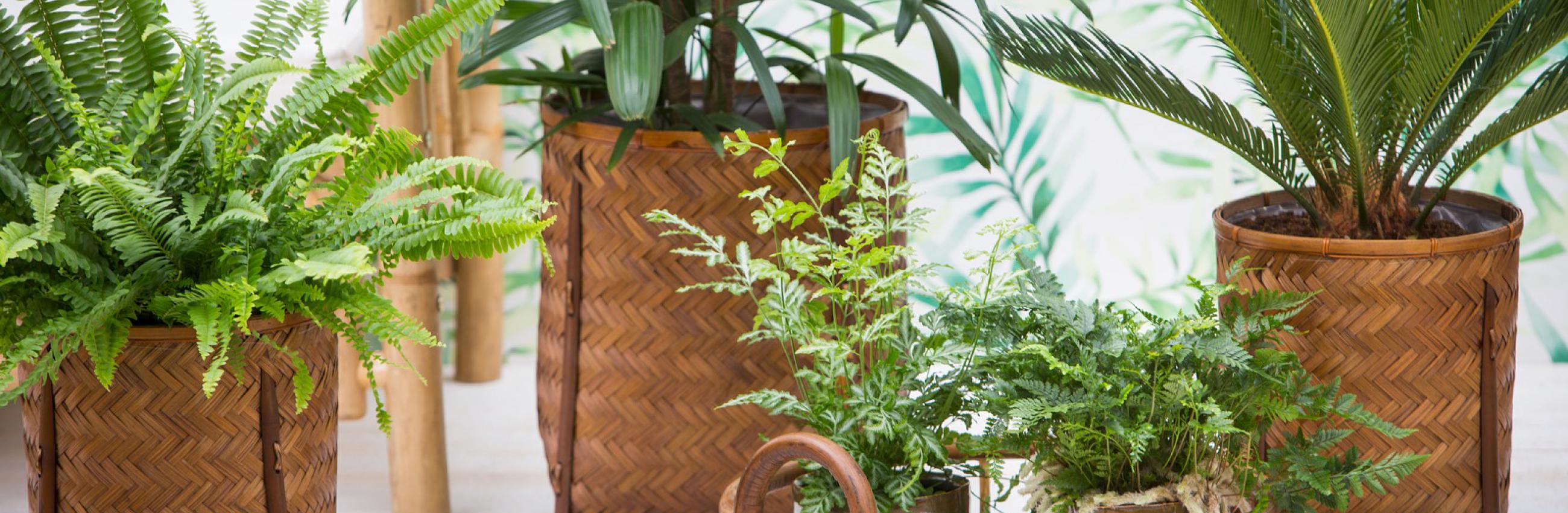 kamerplant