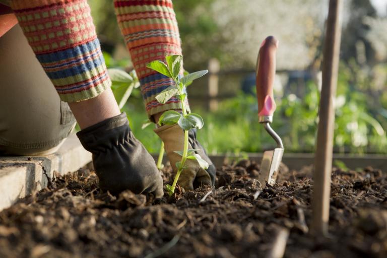 Planten west-vlaanderen