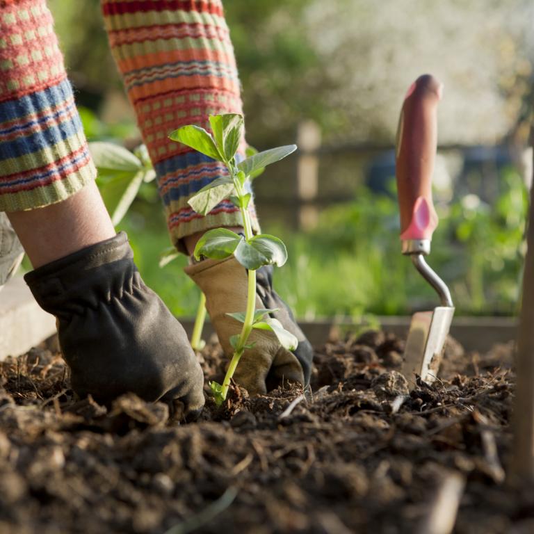 Planten west-vlaanderen