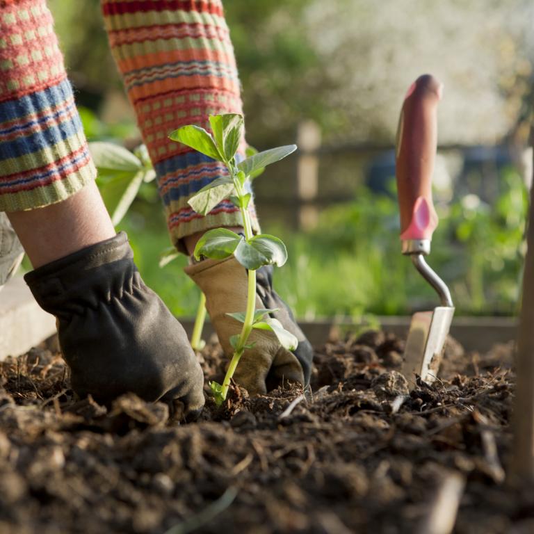 Planten west-vlaanderen